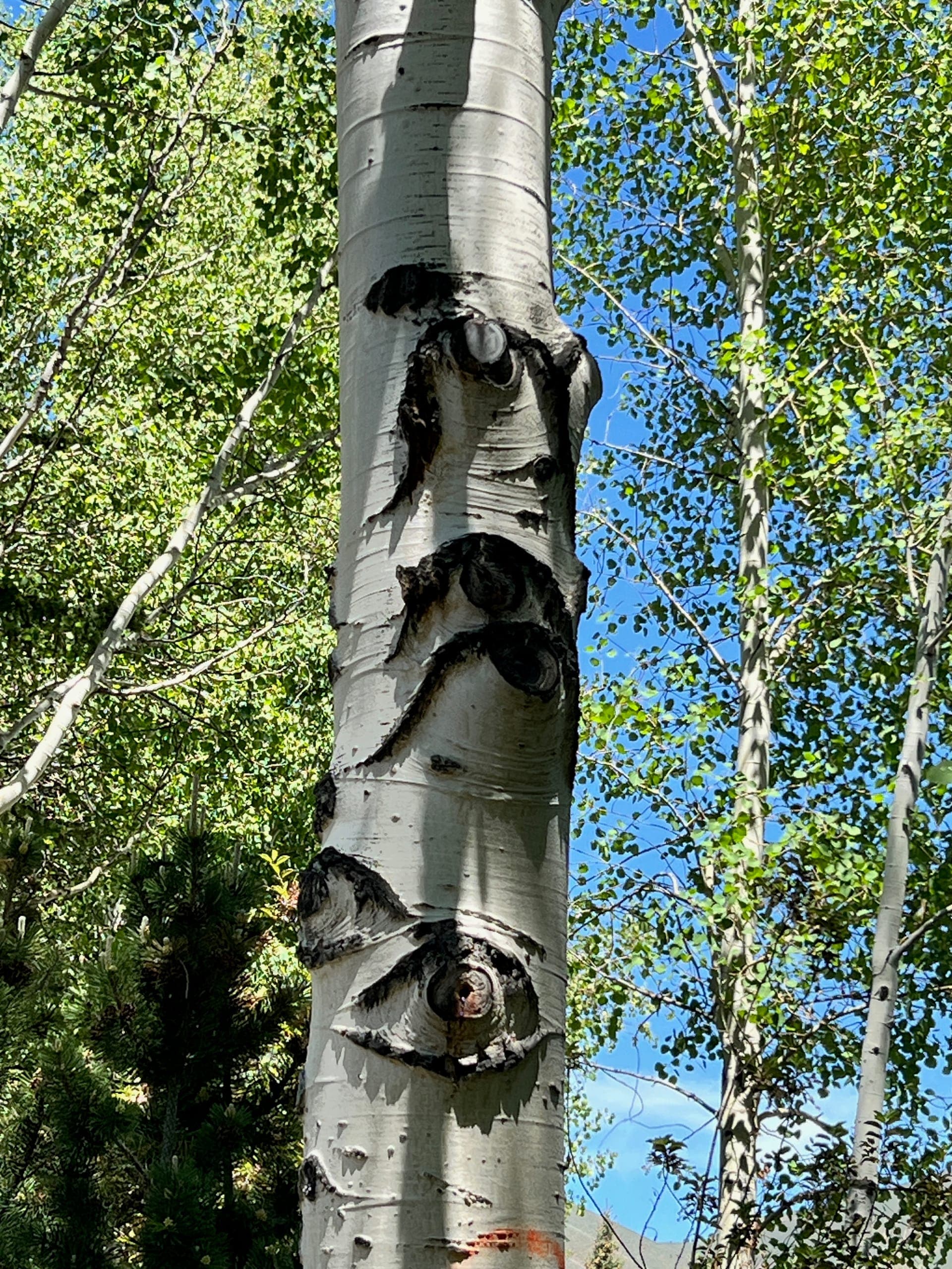 Trunk of an aspen tree with scars from shed branches that look like eyes.