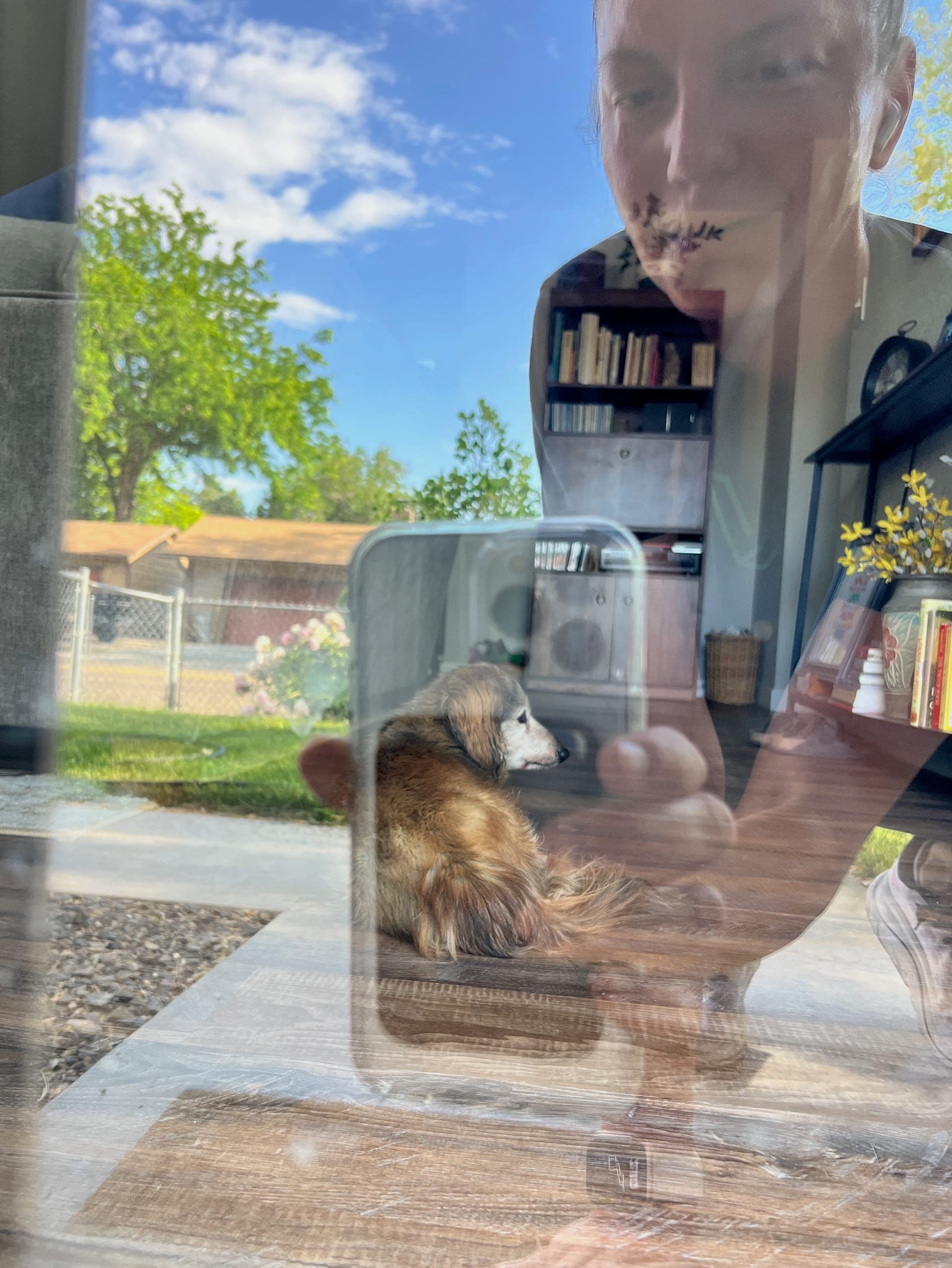 Baby Dog, a small long-haired dachshund with a gray face, waiting patiently by the front door.