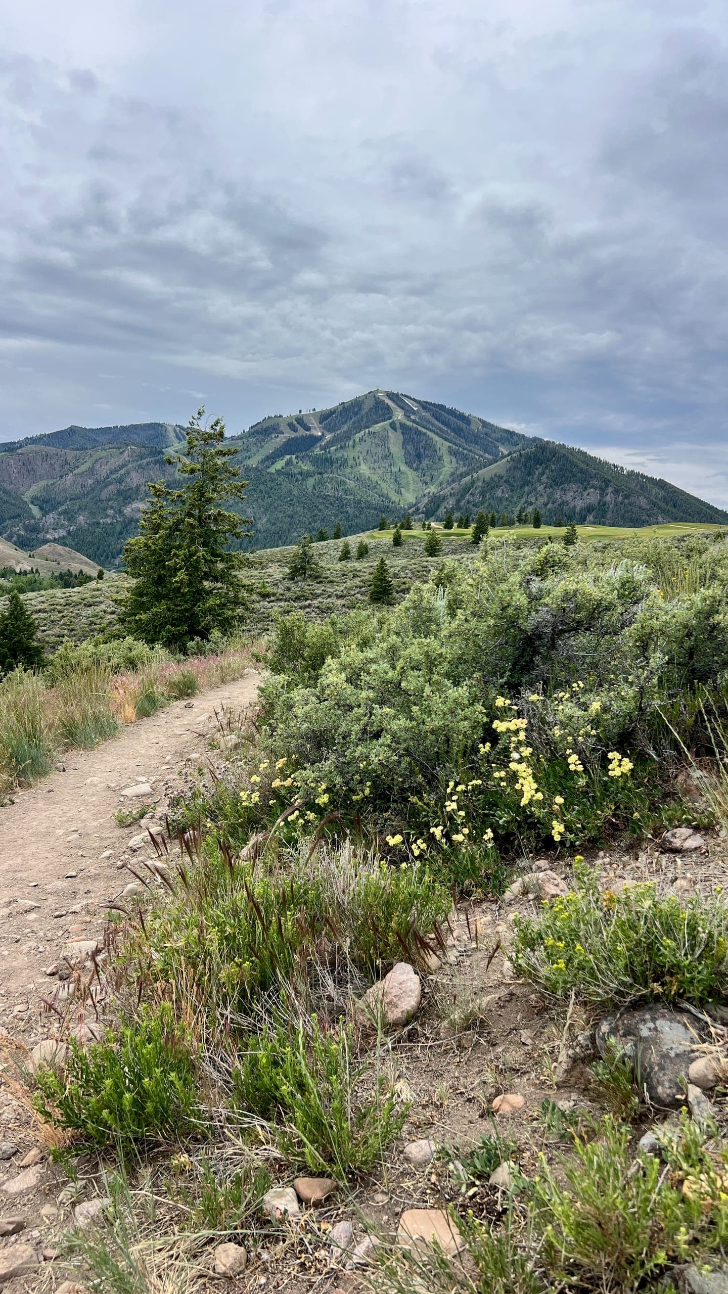 Bald Mountain in the background of a rolling hill with yellow flowers along a trail on a partly cloudy day.