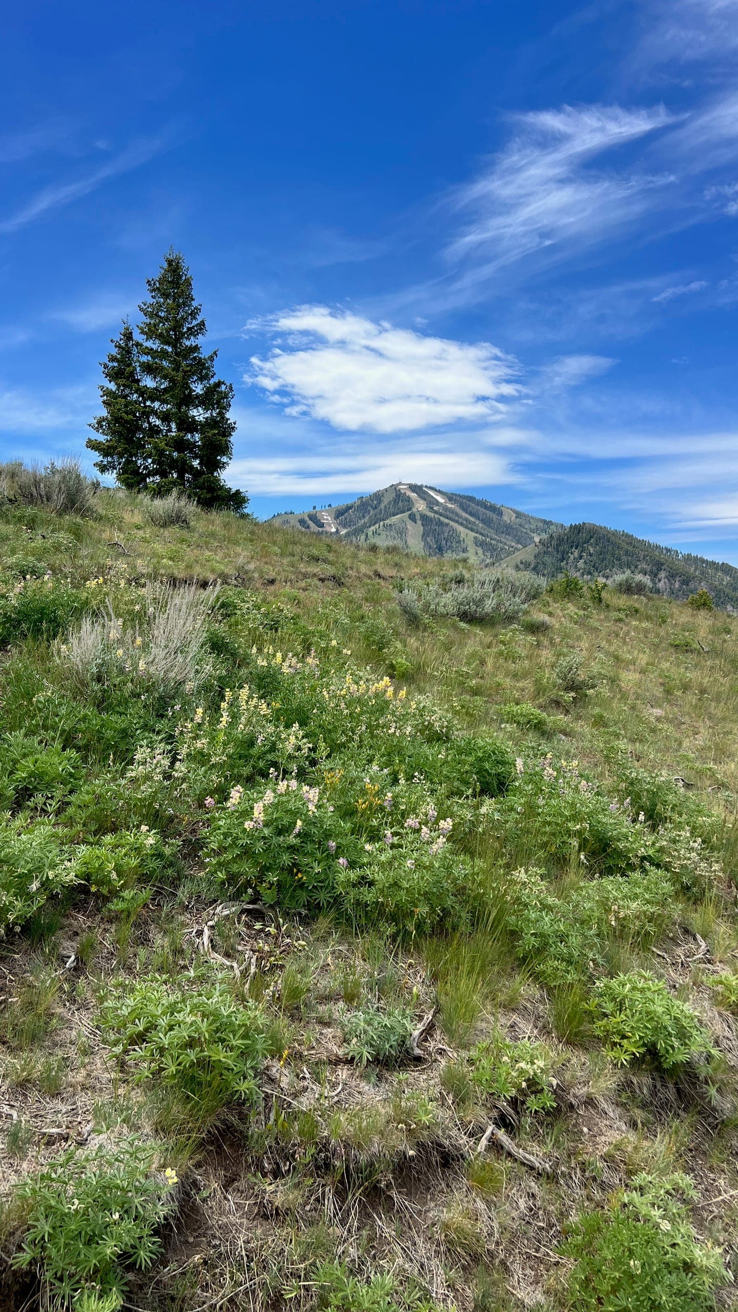Bald Mountain in the background of a hill covered in low lying shrubs and wildflowers.