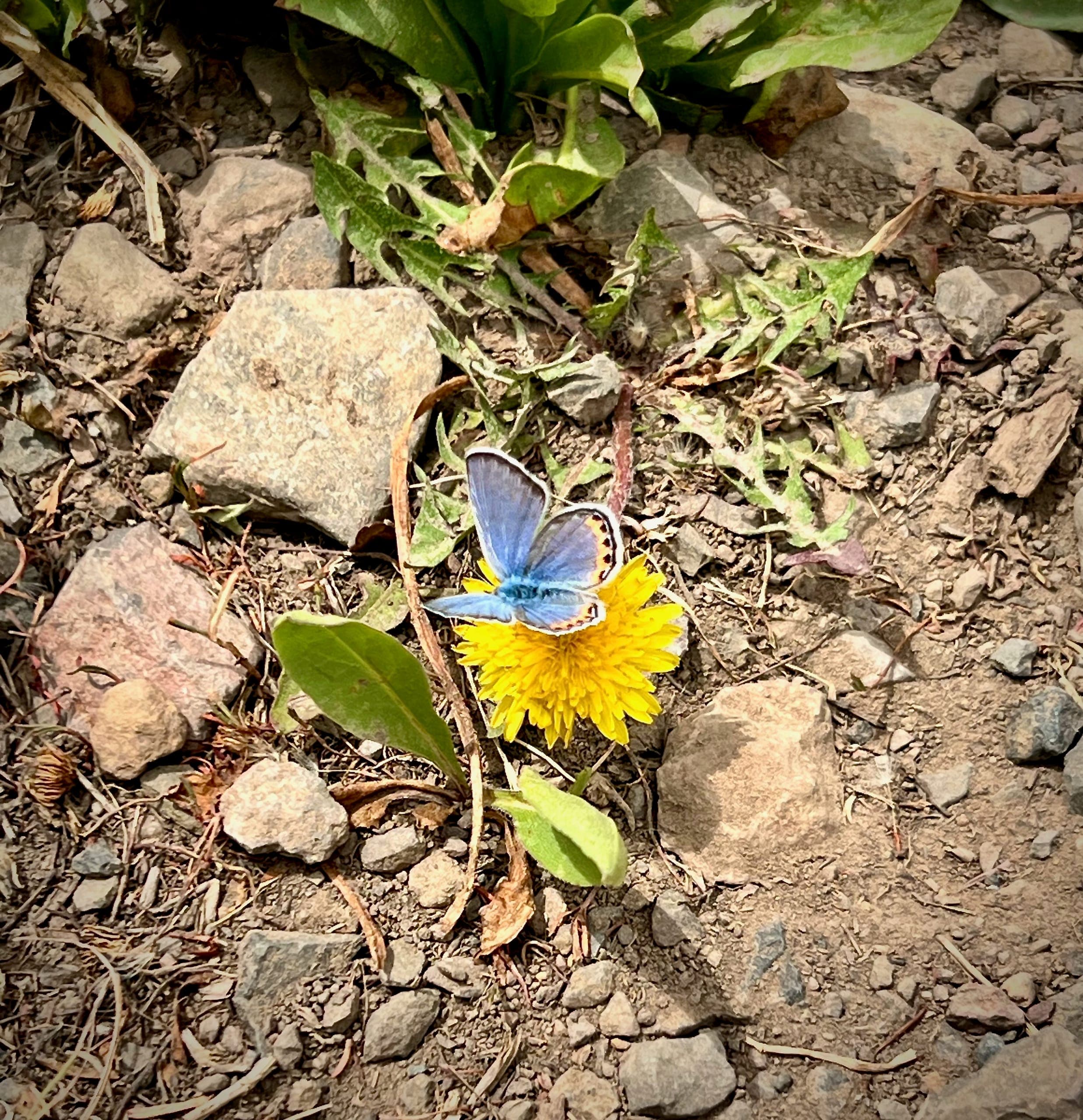 Blue butterfly resting on a dandelion.