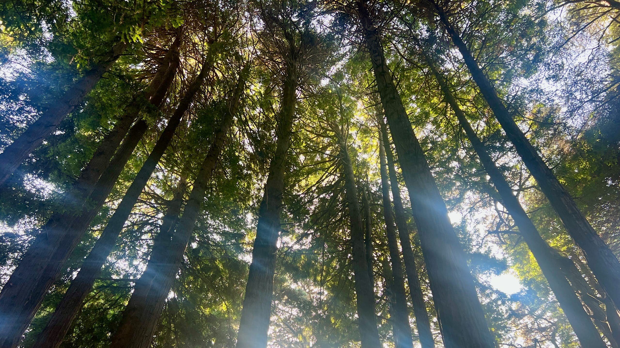 A grove of old growth redwood trees.