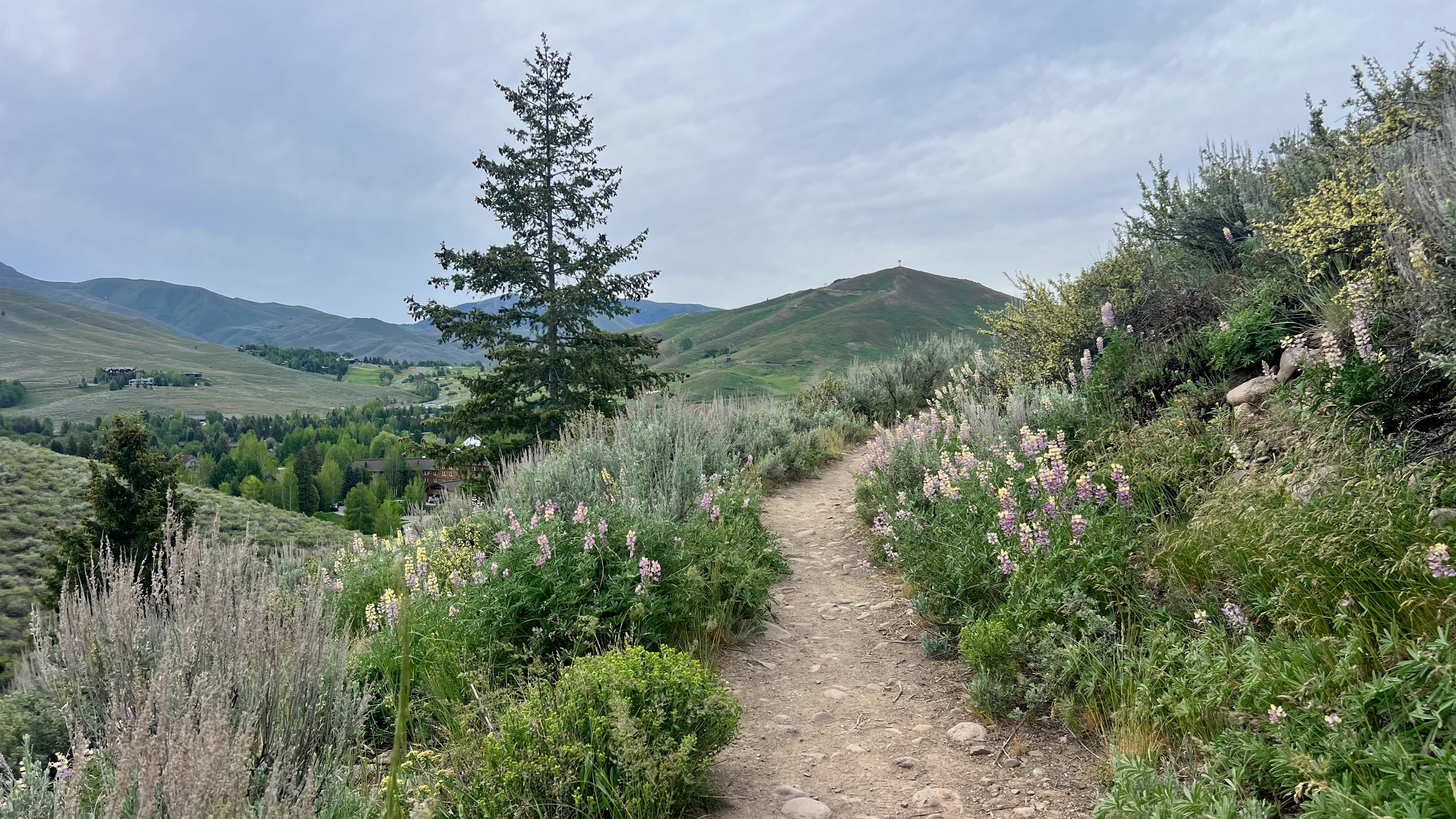 Valley View Loop of the White Cloud trail lined with pink lupine looking out at Dollar Mountain in the background.