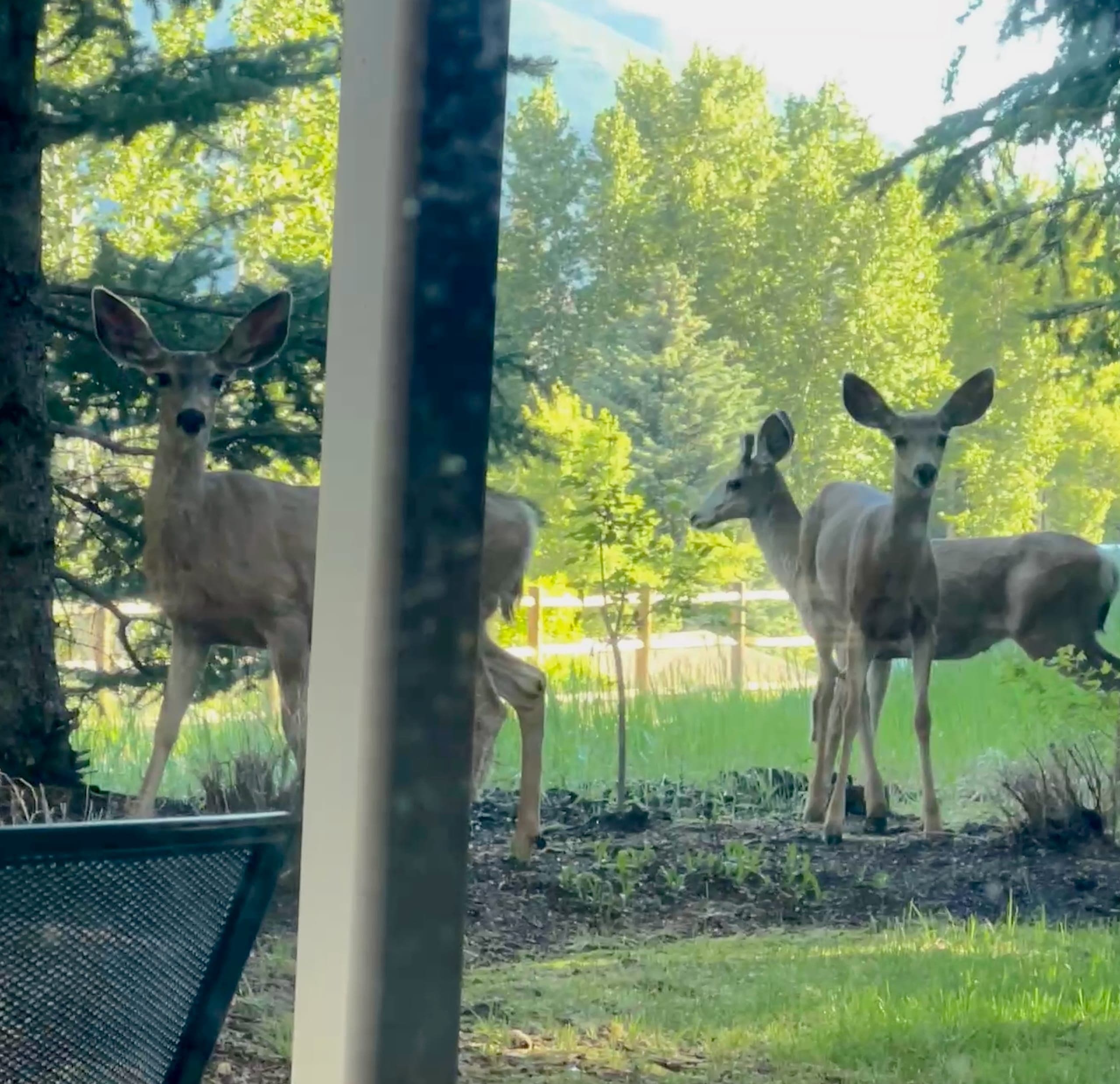Three mule deer looking through a glass door.