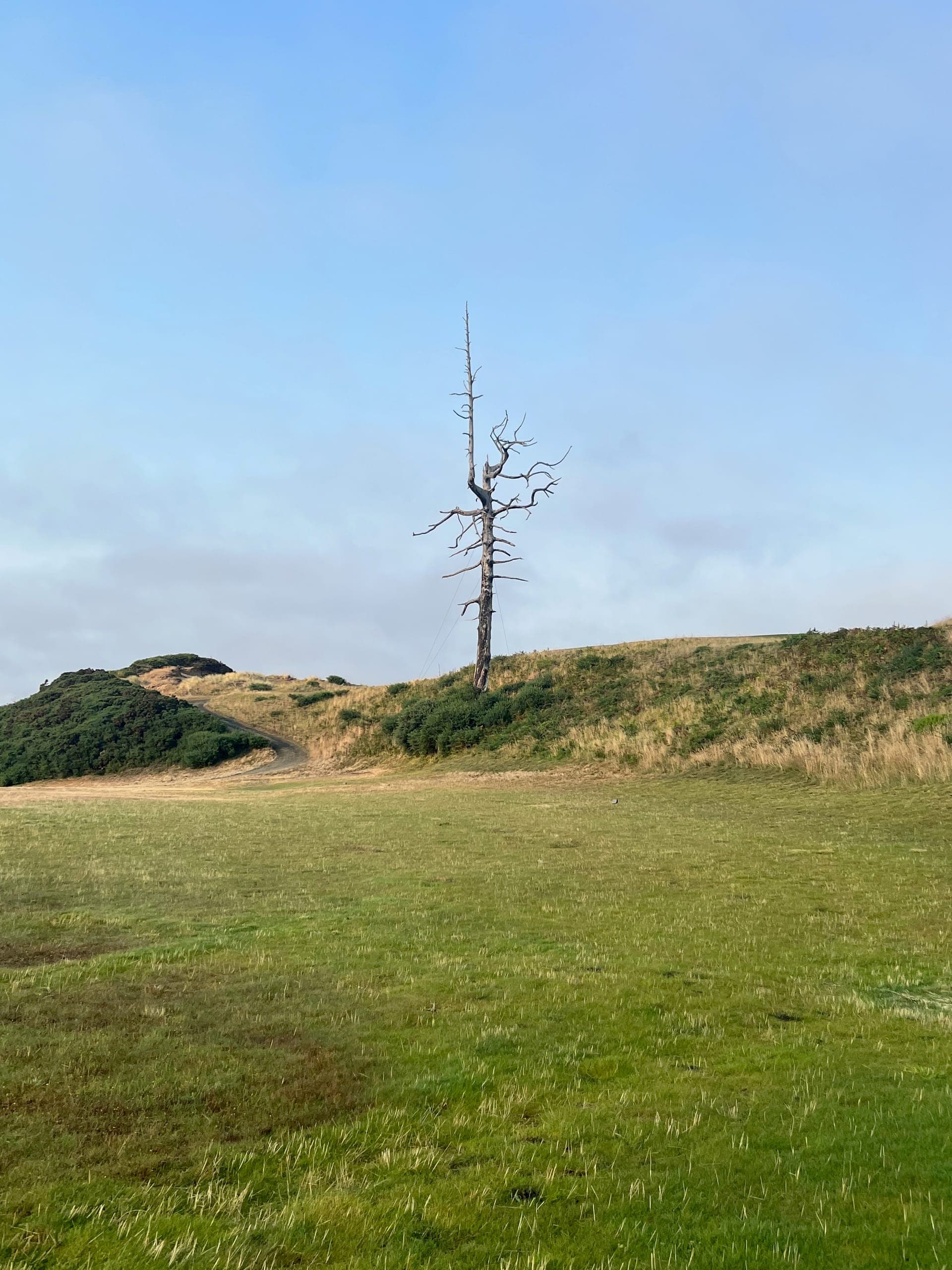 A dead cedar named the Ghost Tree sitting on a ridge of the third hole of the Old Macdonald course.