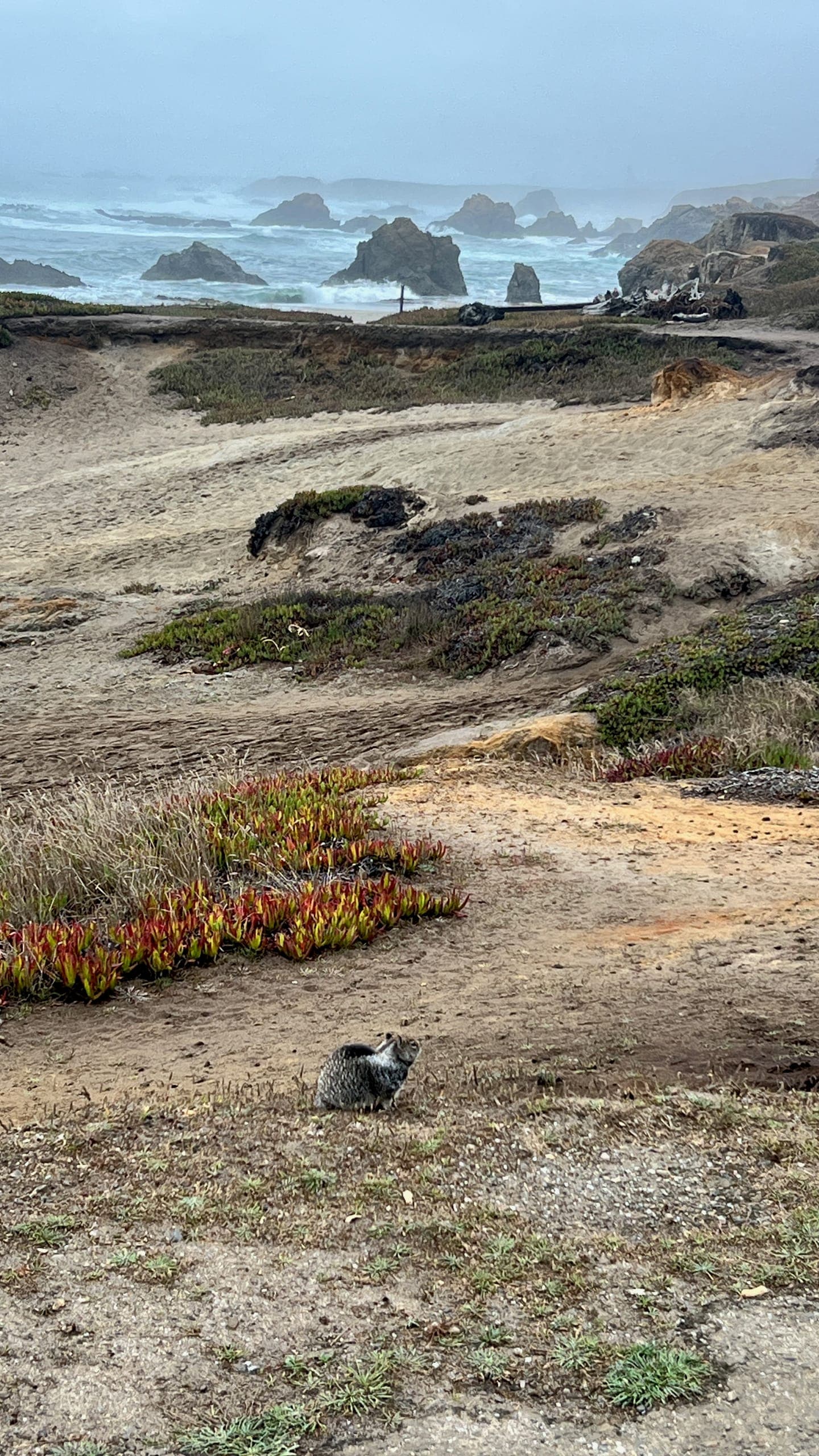 A chipmunk relaxes in a patch of brush on the side of a rocky beach.