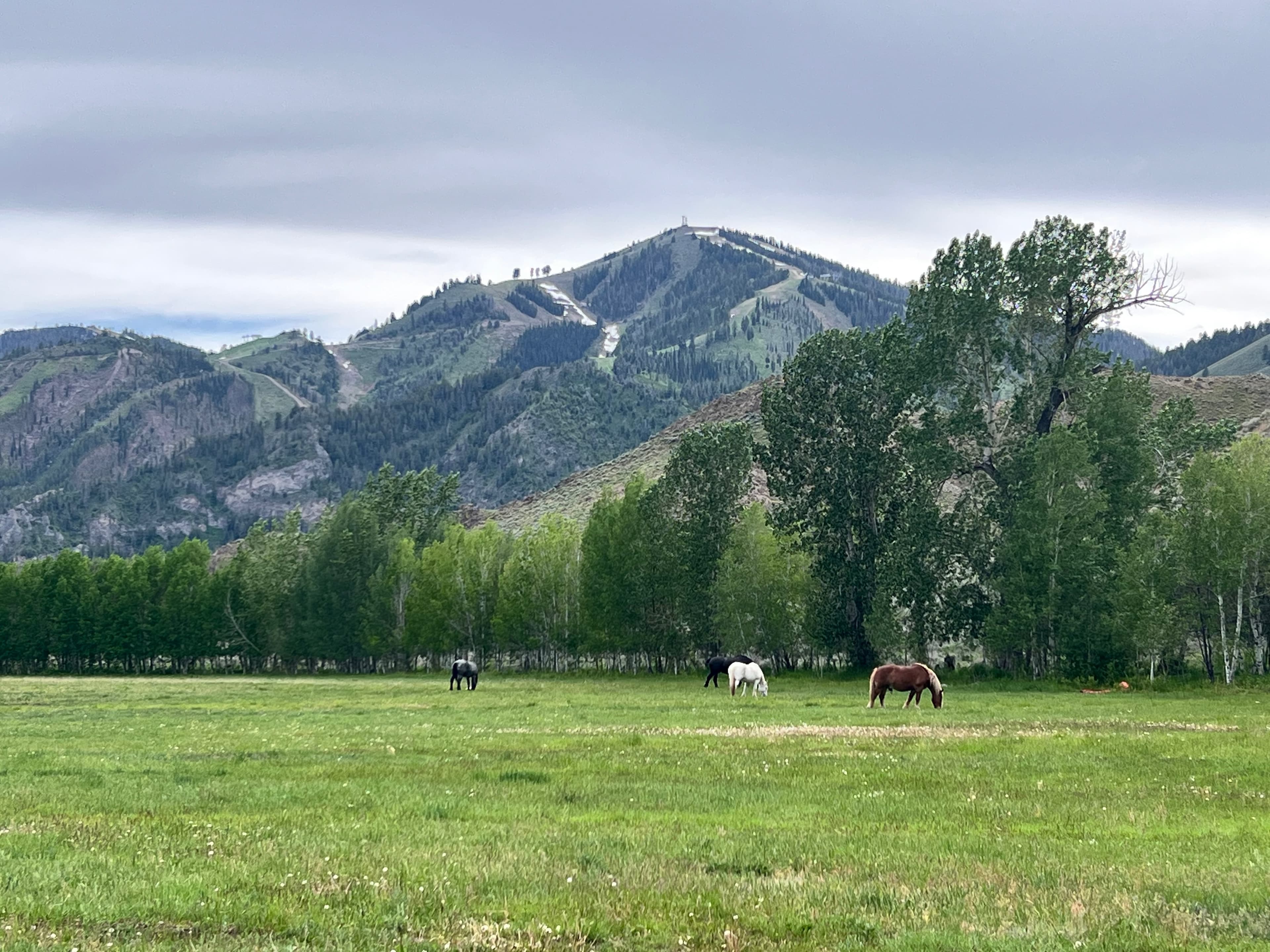 Four horses grazing in a field with Baldy in the background.