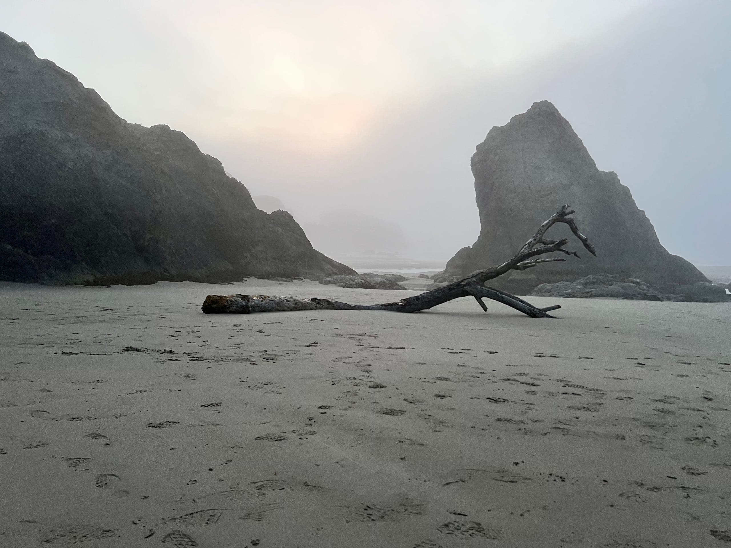 Large branch on the sand at low tide on a foggy evening.