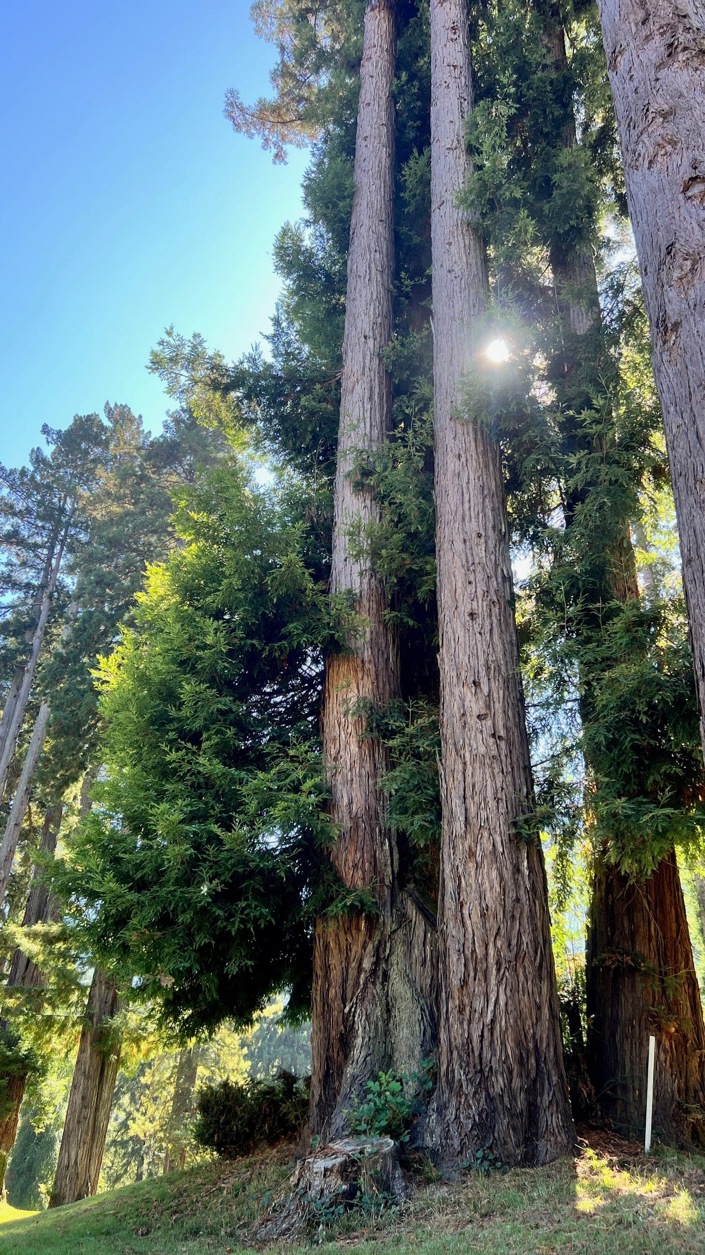 Two redwoods that are taller than the frame with sun peeking through the branches.