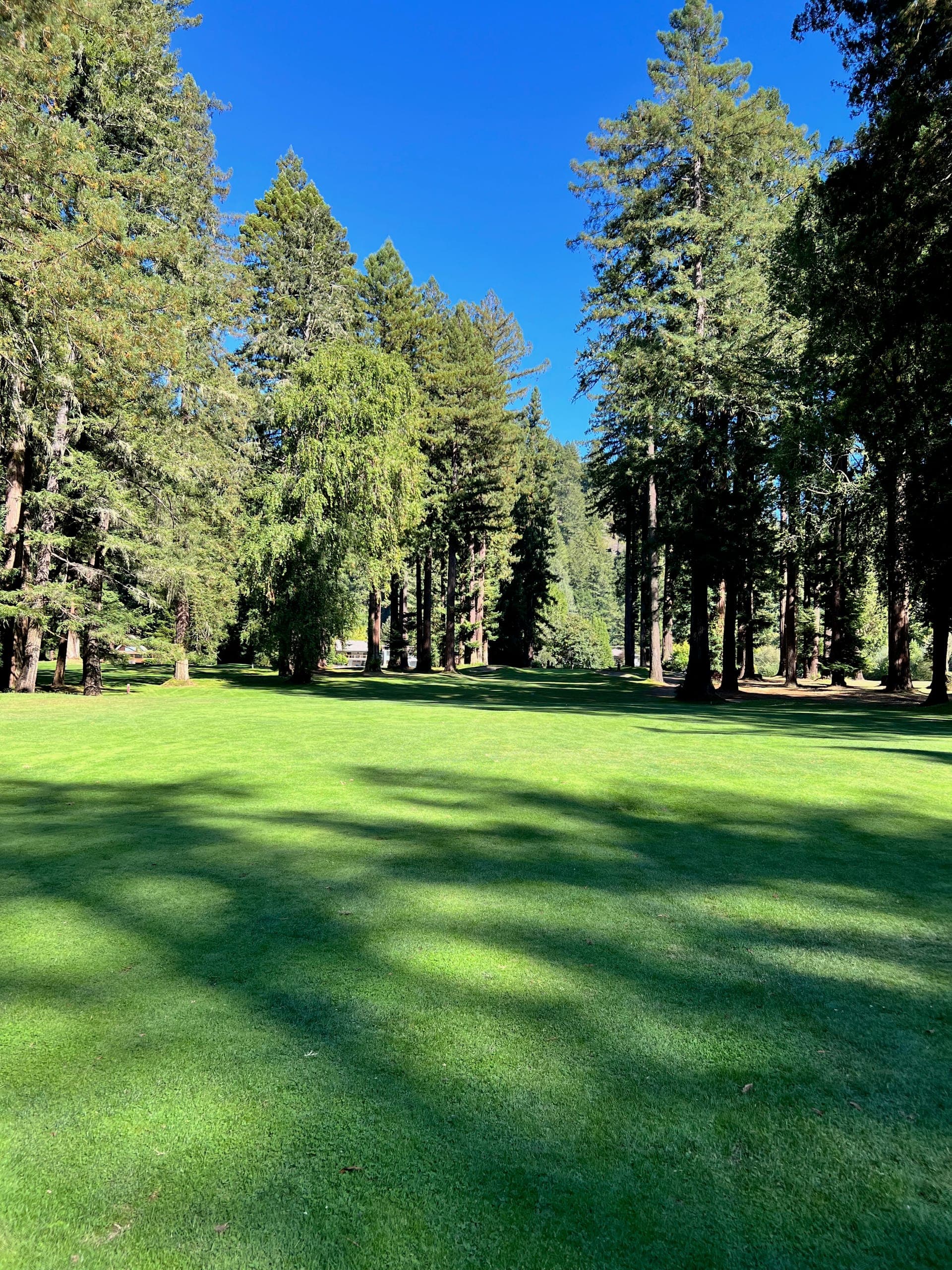 Fairway surrounded by redwoods.