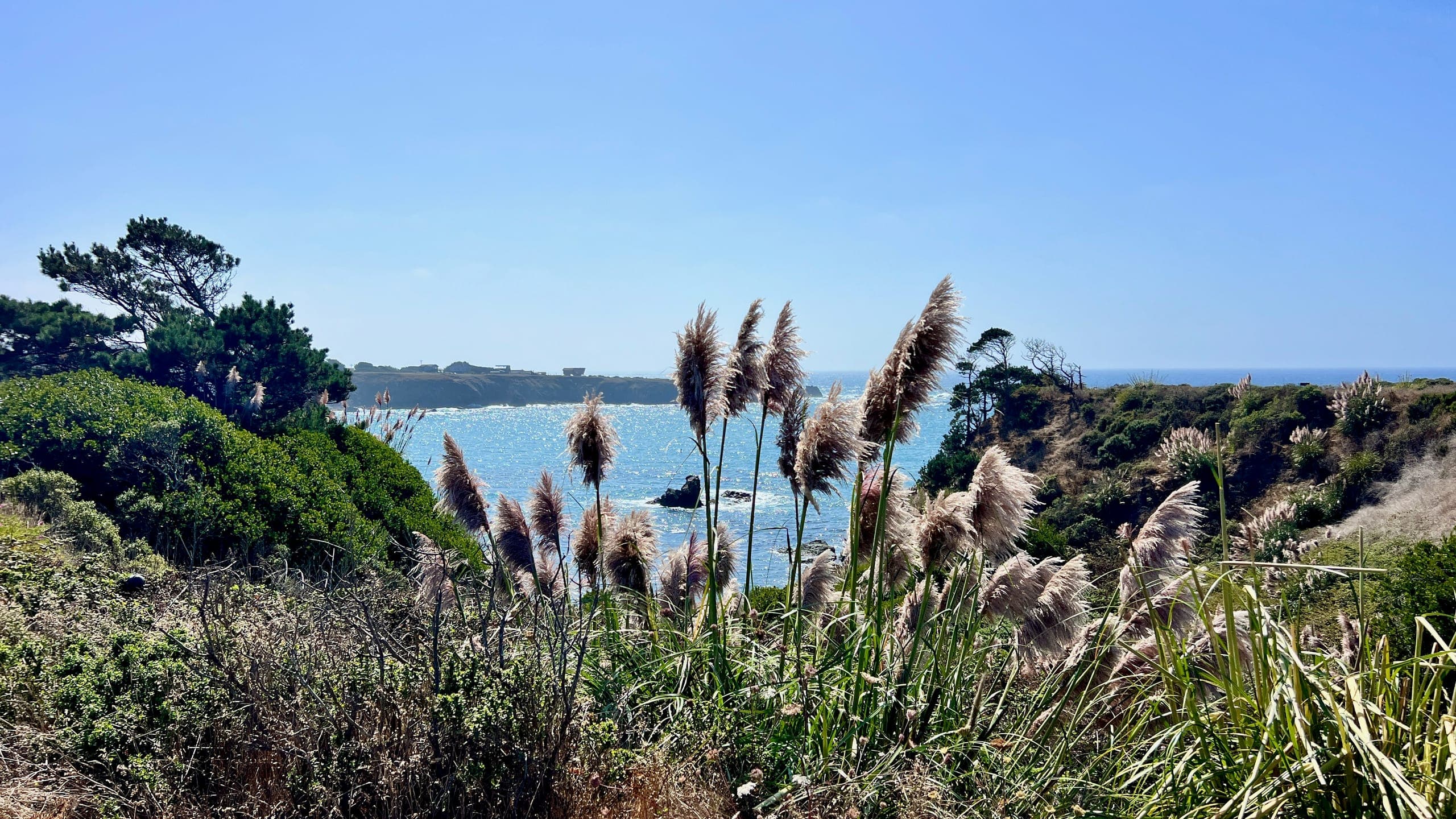 The Pacific coast as seen from a high vantage point with wispy pampas in the foreground.
