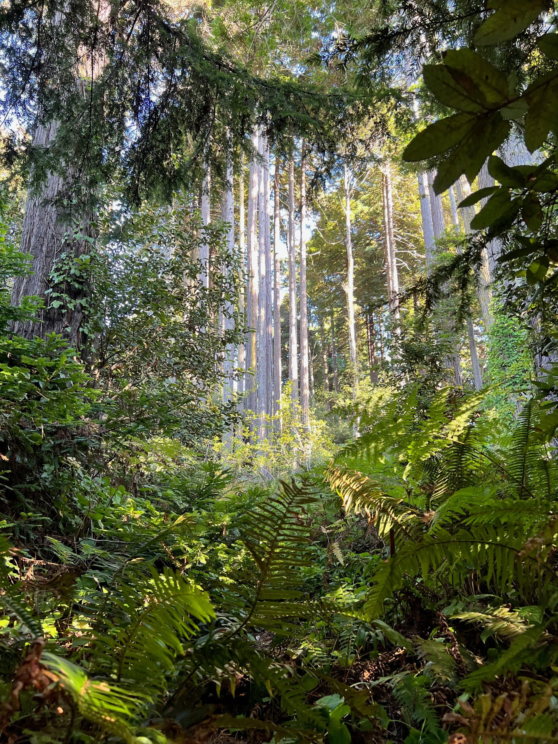 A grove of tall trees within a redwood forest.
