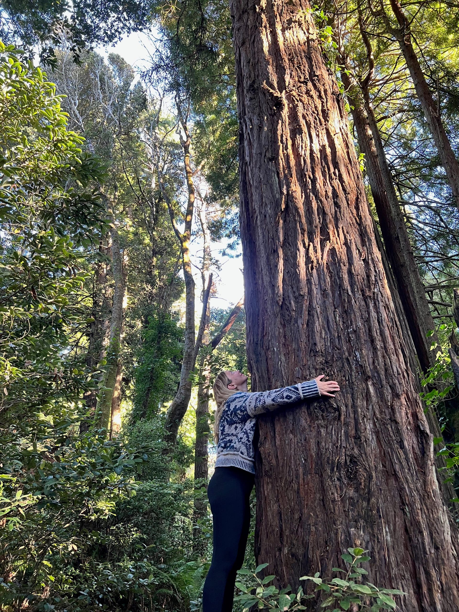 Sarah hugging a giant redwood tree in the Otis R. Johnson Wilderness Park.