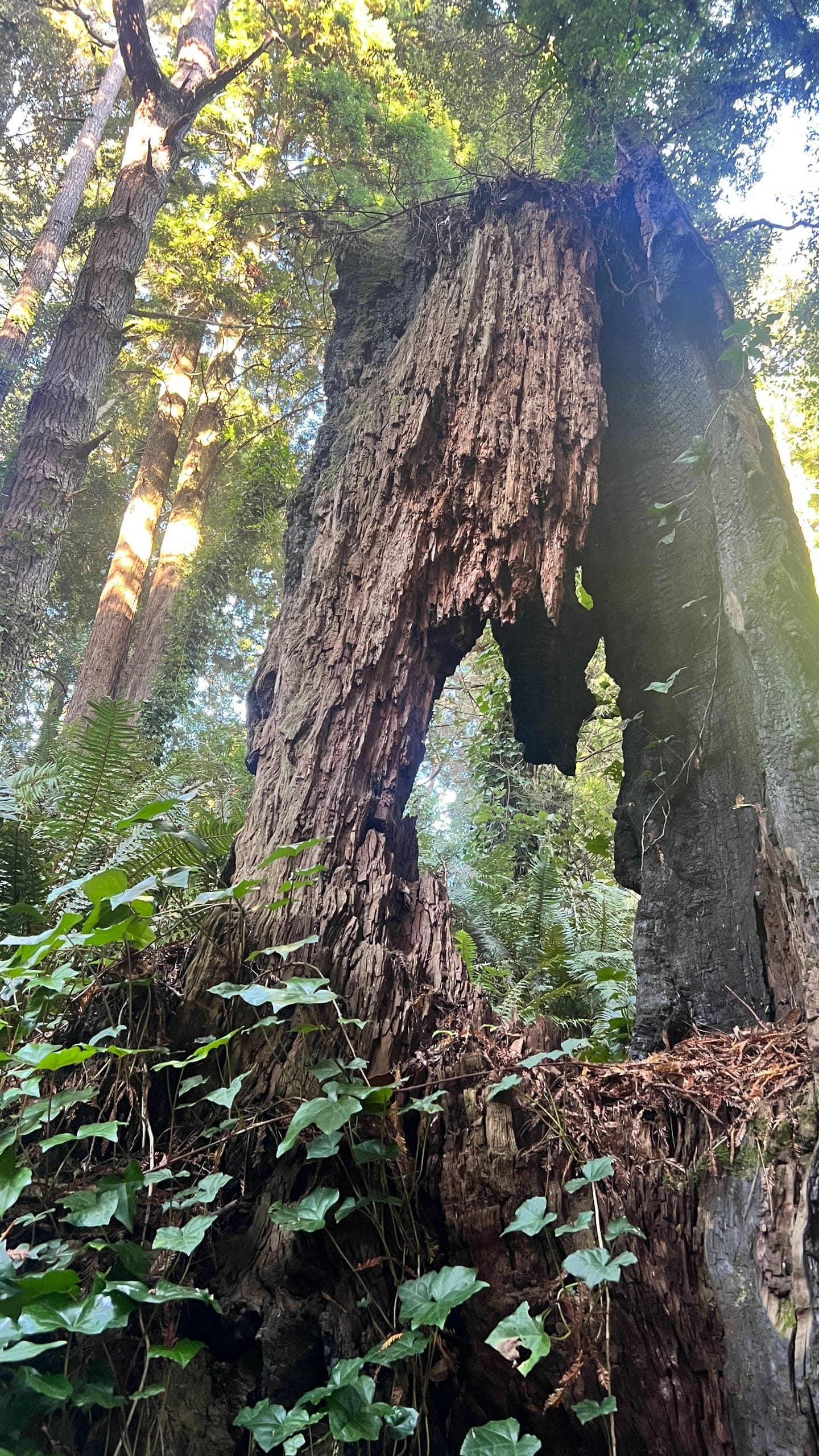 The shell of a large redwood tree in a jungle-like forest.
