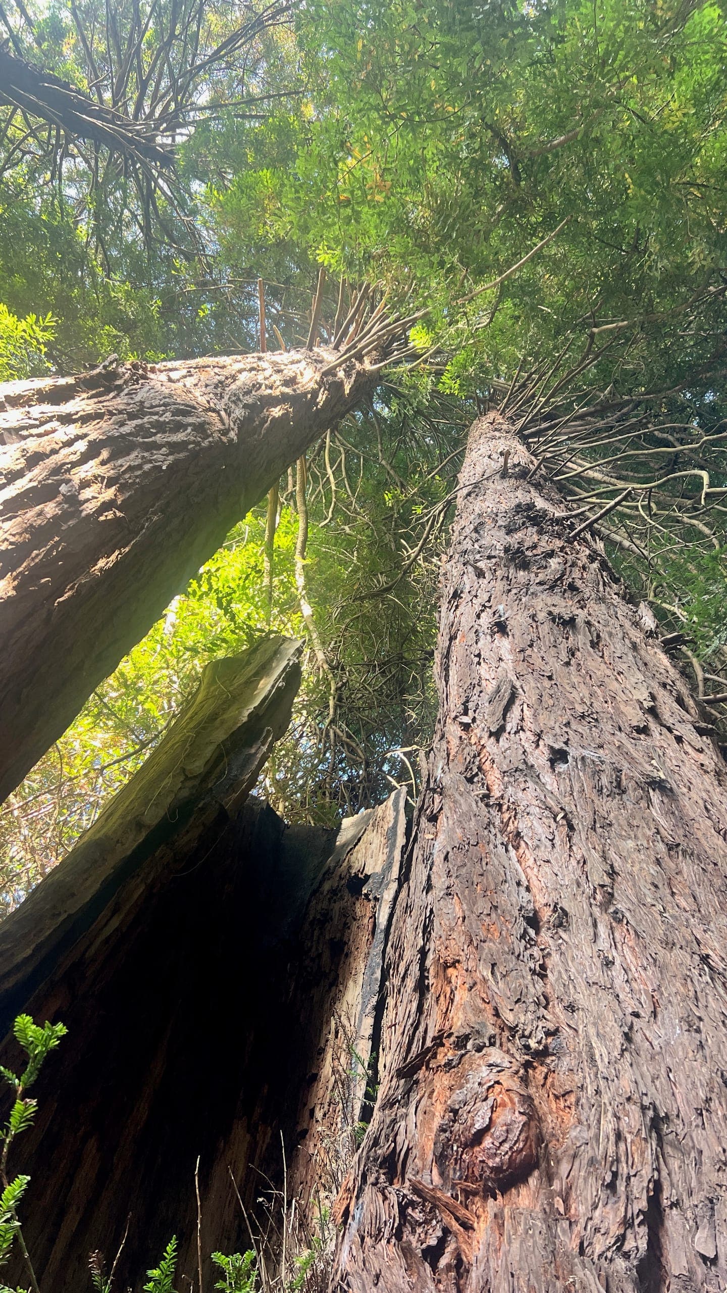 Old growth redwood tress in Otis R. Johnson Wilderness Park.