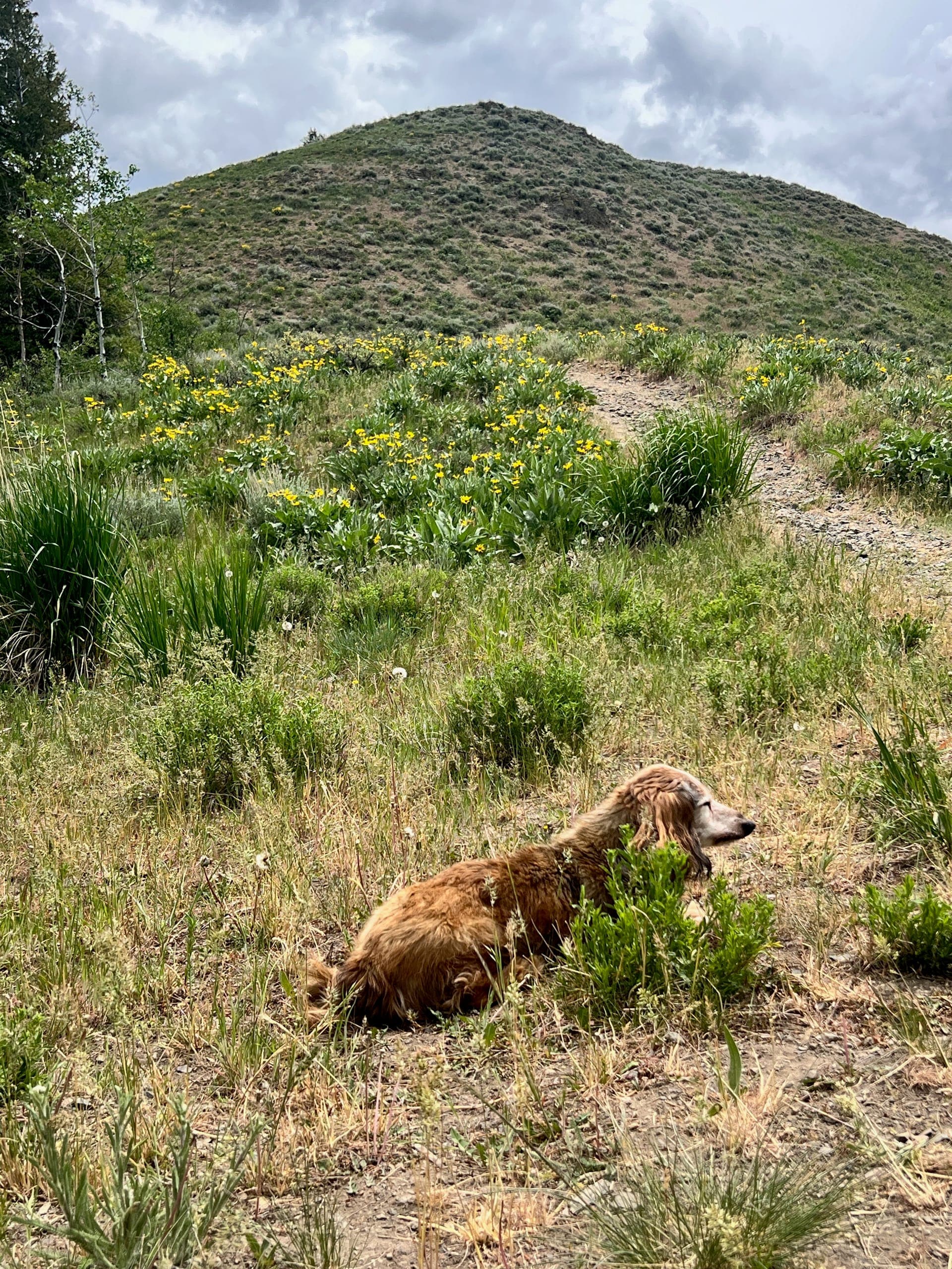 Baby Dog looking out over Adams Gulch.