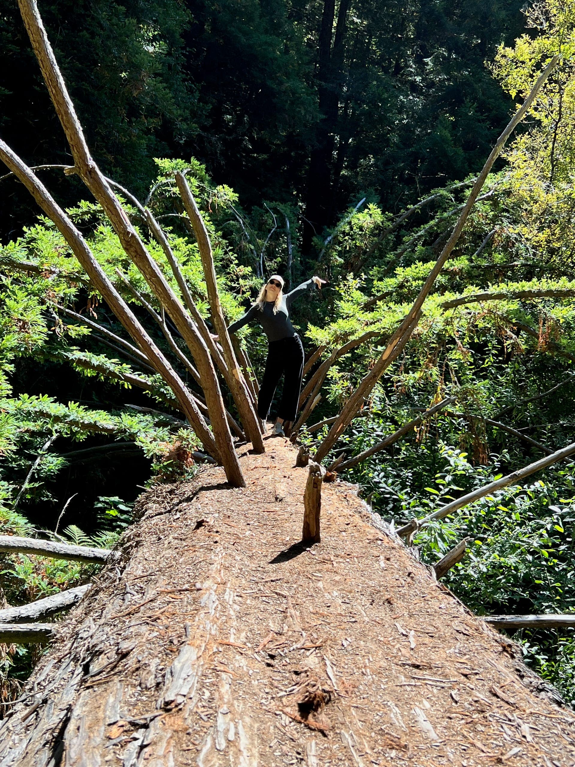 Sarah standing on a giant fallen redwood.