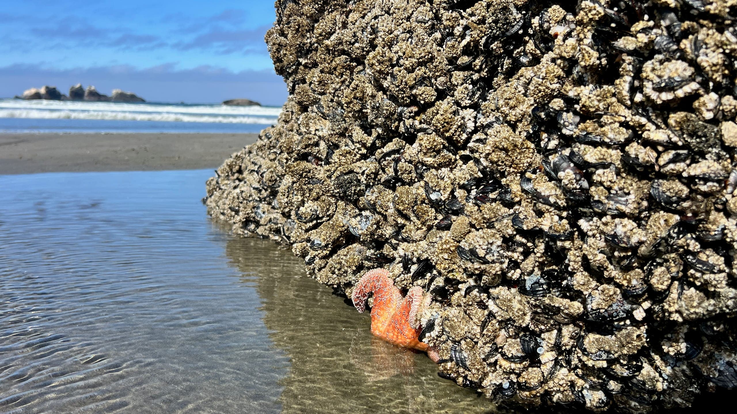 Orange starfish clinging to a sea stack at low tide.