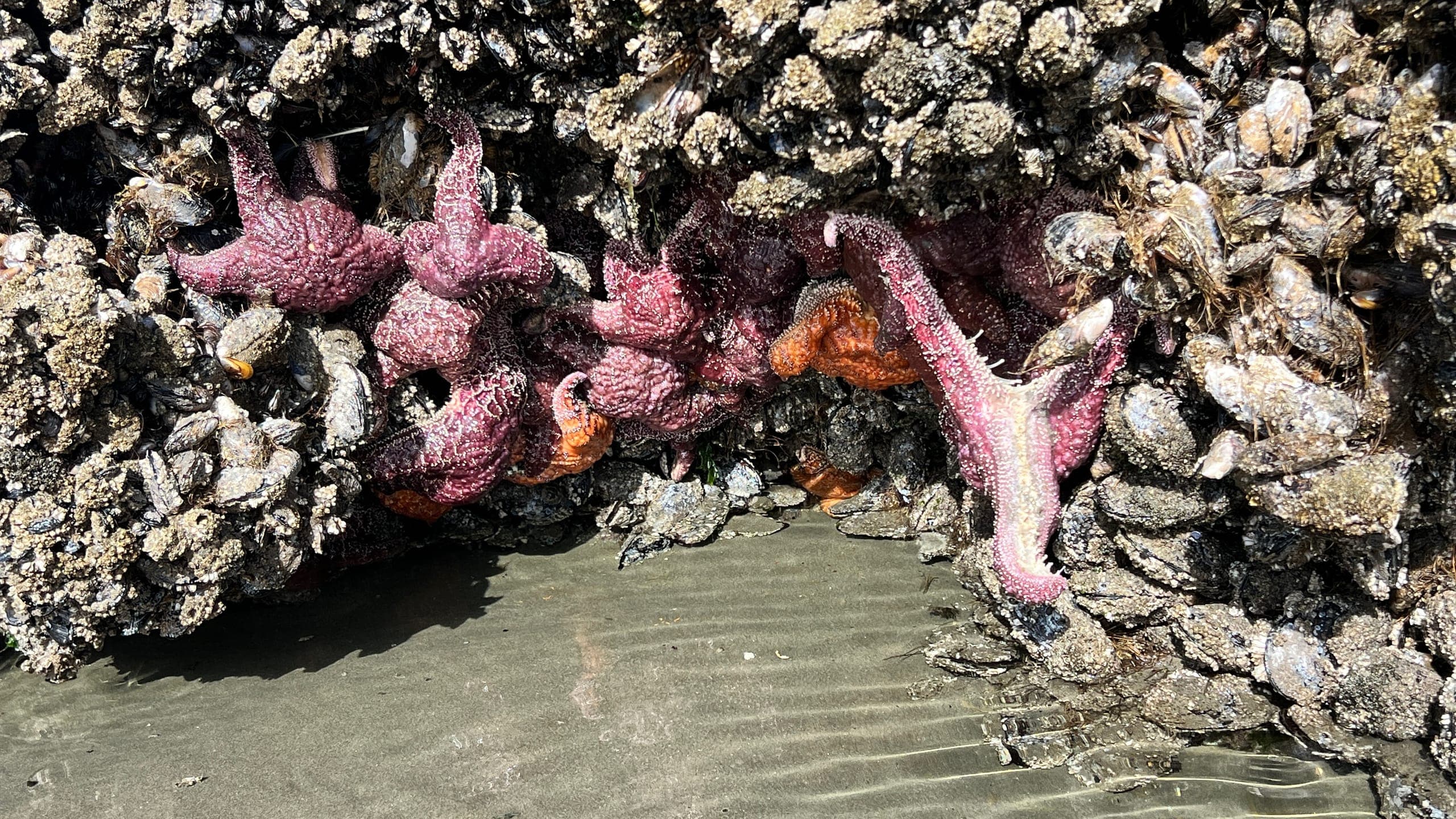 Close up of purple and orange starfish clinging to a sea stack covered in barnacles.